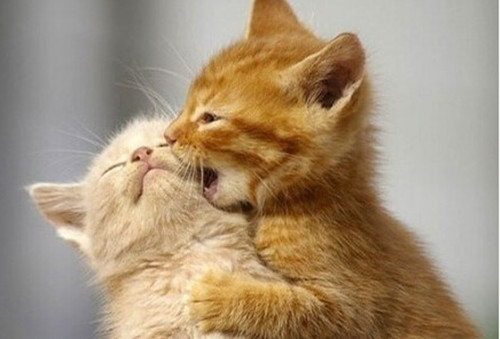 猫咪亲吻的可爱图片