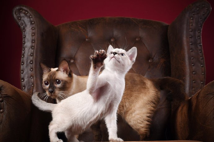 一群机灵可爱暹罗小猫图片