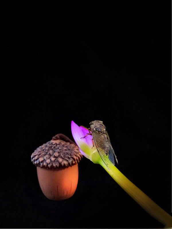 一枝独秀的荧光花朵上爬行的灰蝉图片