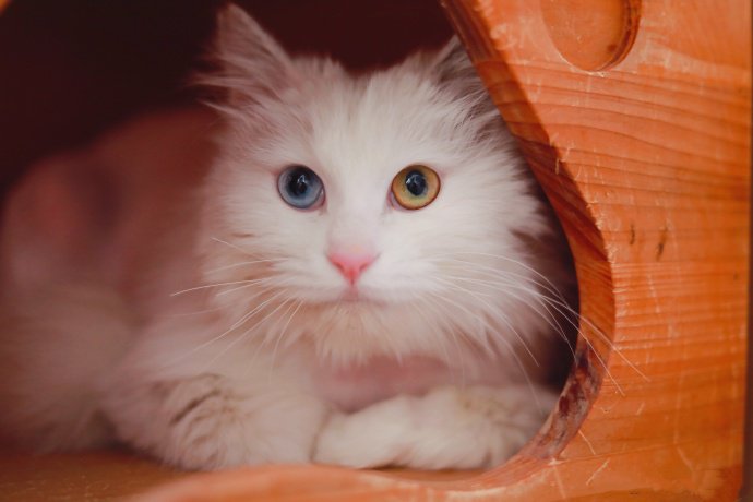 一只雪白的美少女异瞳猫咪碰瓷图片