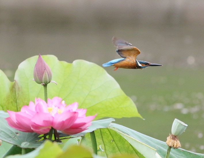 一组荷花池里的翠鸟图片