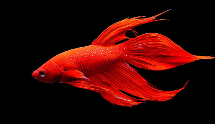 一组鲜艳的红色斗鱼图片