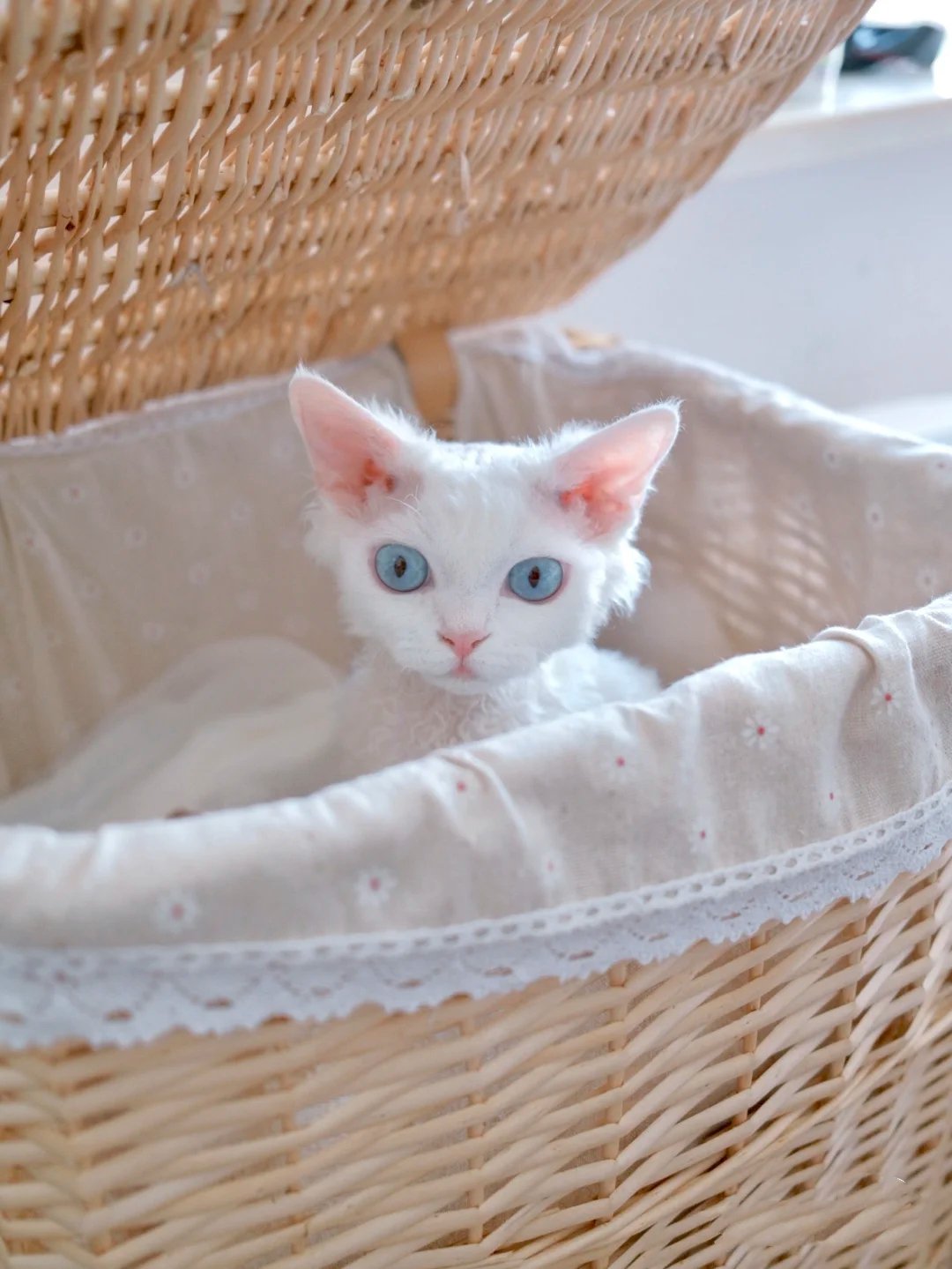 思考猫生的盛世美颜碧瞳白毛猫咪图片