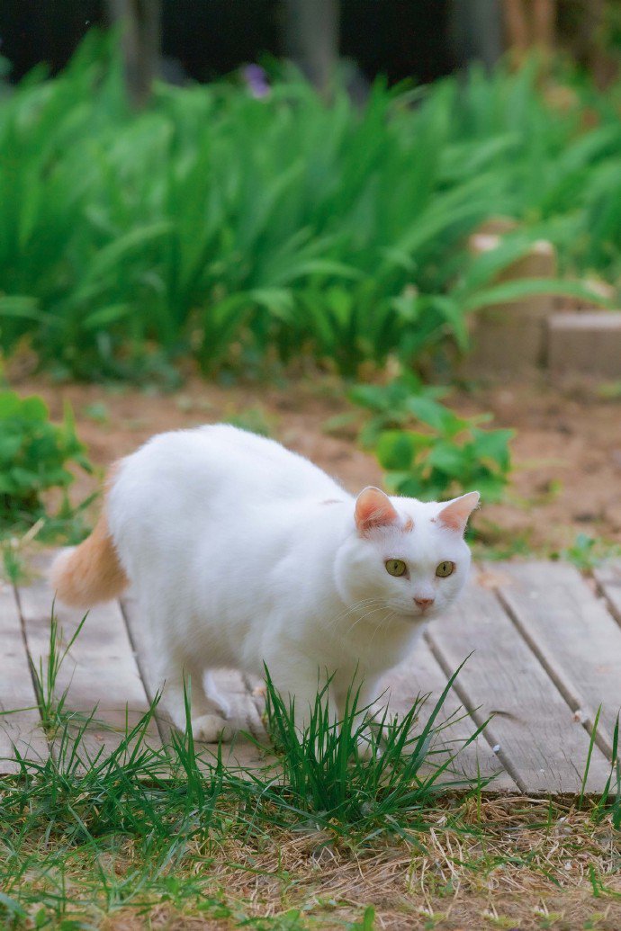 逛花园巡视自己领地的橘色尾巴白猫图片