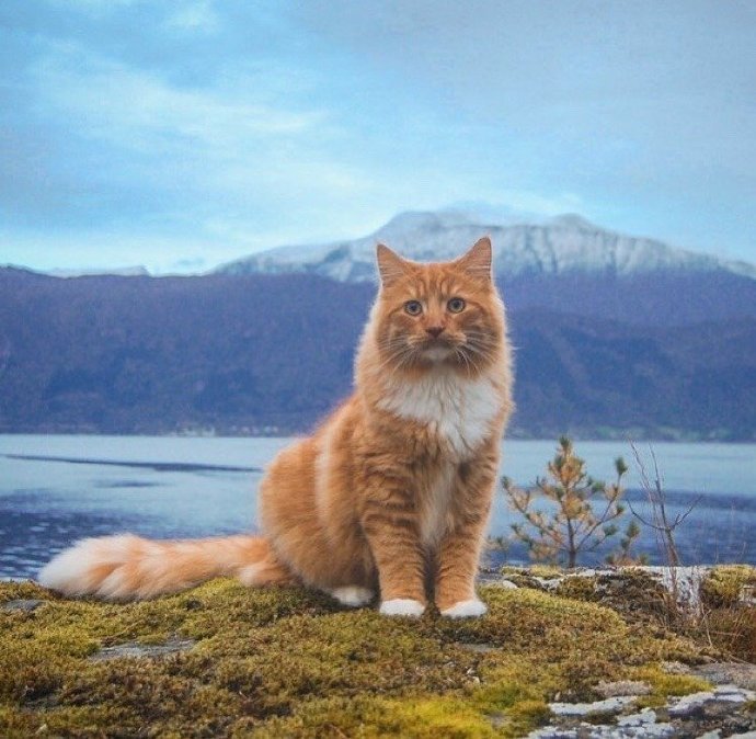 一只具有王者风范的猫猫