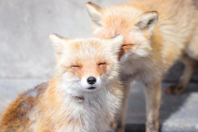 看起来就非常开心的漂亮狐狸图片