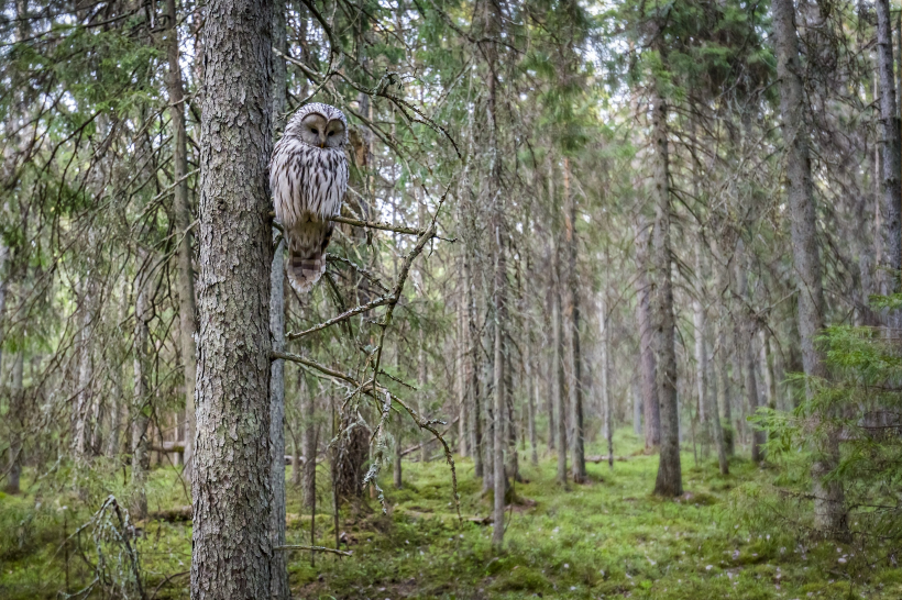森林里一只猫头鹰特写图片