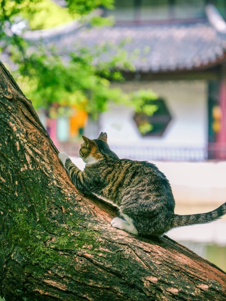 西园寺里池边悠闲散步的大狸花猫图片