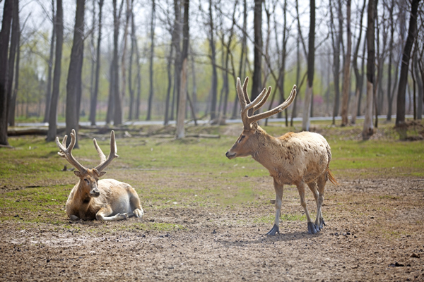 自然保护区里面无忧无虑的麋鹿群图片