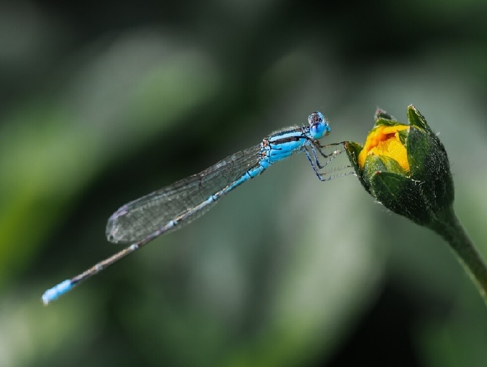 夏日小精灵长长尾巴的可爱蜻蜓图片