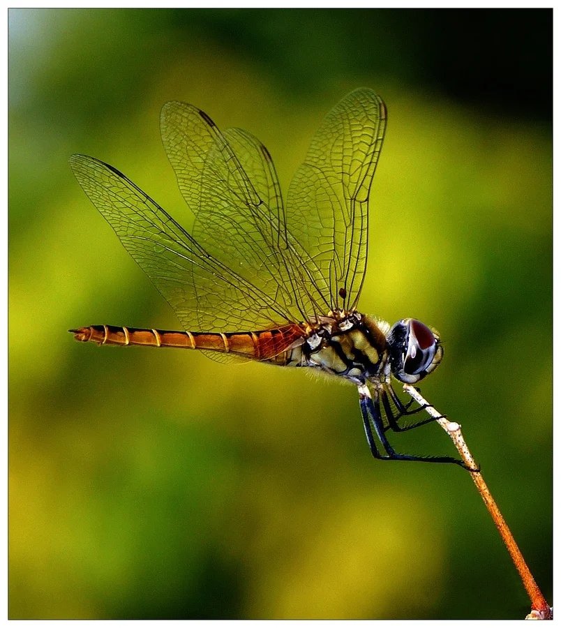 五彩斑斓非常亮眼立在枝头的蜻蜓图片