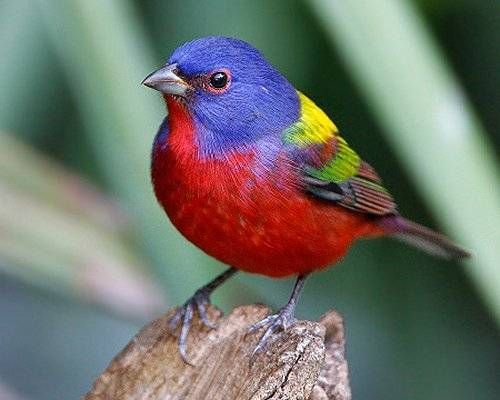一组灵巧的彩色小鸟图片