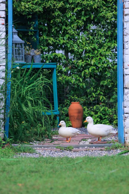 绿色星球花园里十分惬意的大白鸭图片