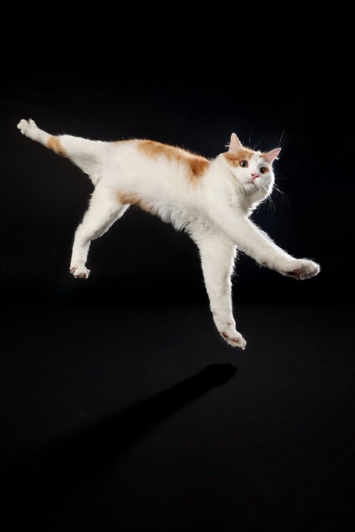 一只从天而降会功夫的橘白猫咪图片
