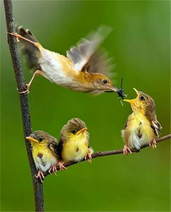 一组等待鸟妈妈喂养的鸟儿图片