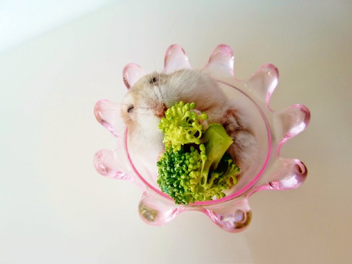 吃西兰花的小仓鼠图片欣赏