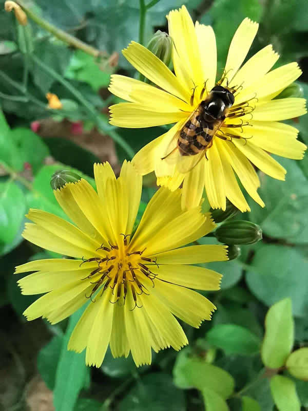 一簇不起眼的小黄花上的蜜蜂图片