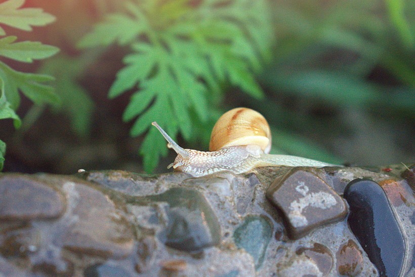 可爱小巧探寻世界奥秘的蜗牛图片