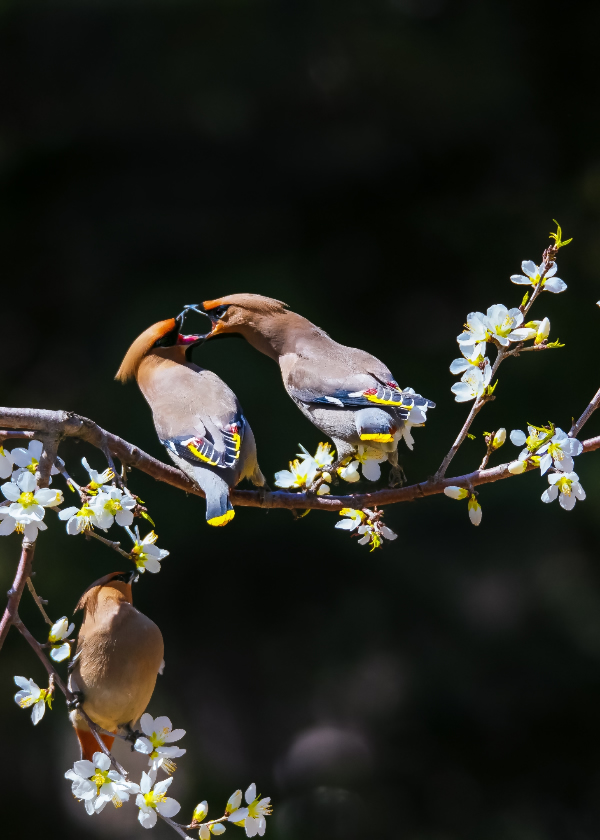 一组花朵上的太平鸟高清摄影图片