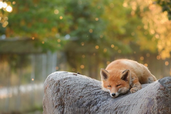 北海道狐狸牧场里的狐狸图片