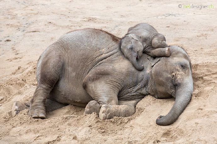睡觉姿势超级可爱的小象宝宝图片