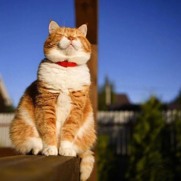 优雅端庄雍容华贵的胖胖橘猫图片