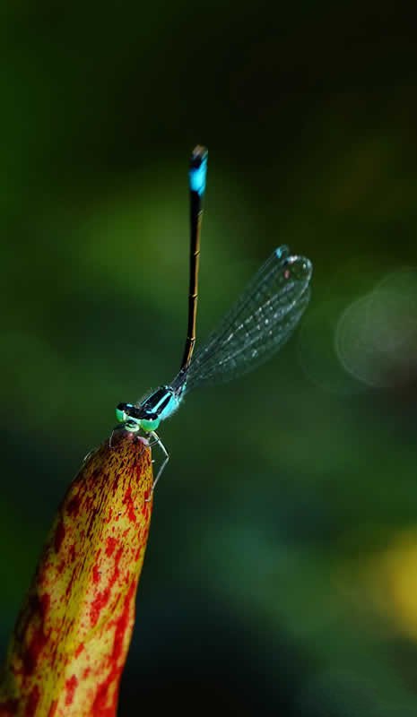 尾巴细长柔软的天蓝色靓丽蜻蜓图片