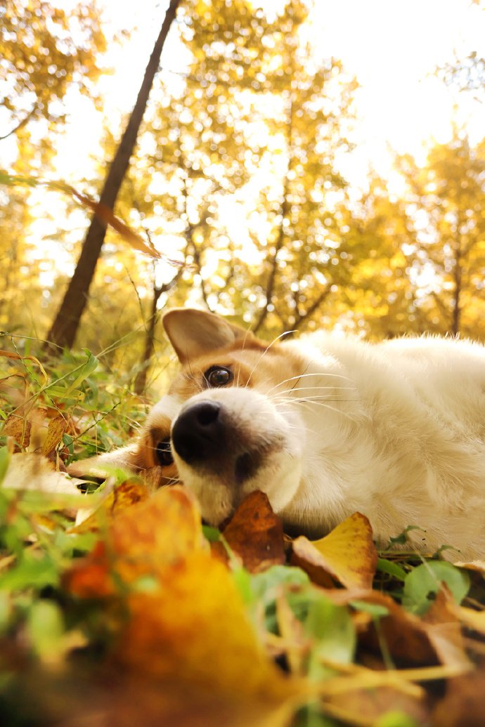 秋季里超可爱的柯基狗狗