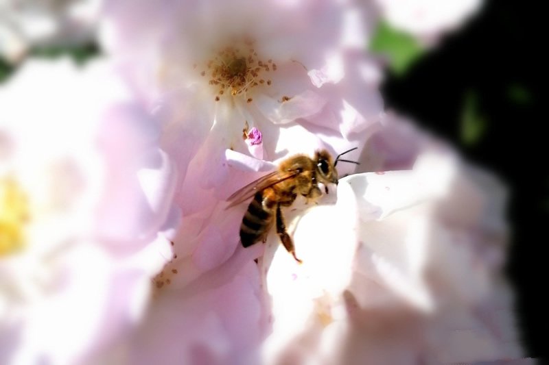 蔷薇花丛中不停舞动翅膀的蜜蜂图片