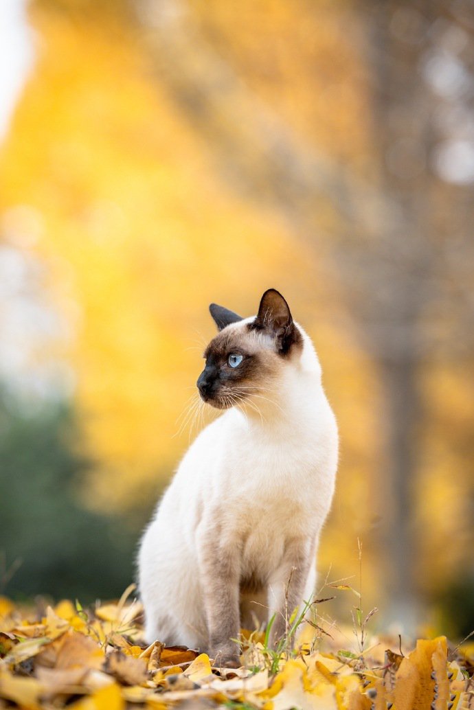 秋天里的暹罗猫图片欣赏