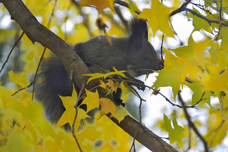 不被打扰专心致志吃树叶的松鼠图片