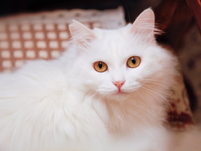 像公主一样漂亮的白色波斯猫