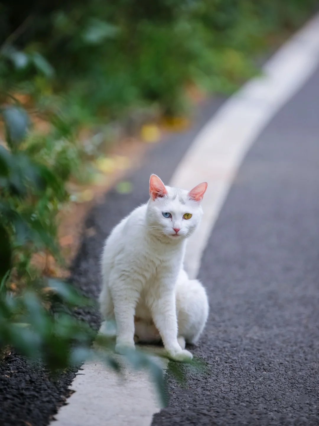 360°无死角的高颜值异瞳白色猫咪图片