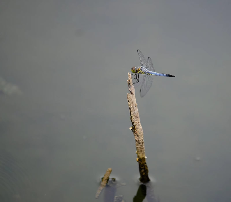 美丽的蓝蜻蜓独立在枯草尖上的图片