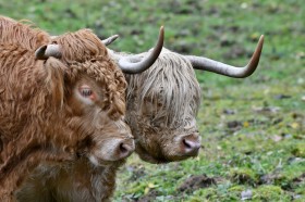 健壮的苏格兰高地牛图片