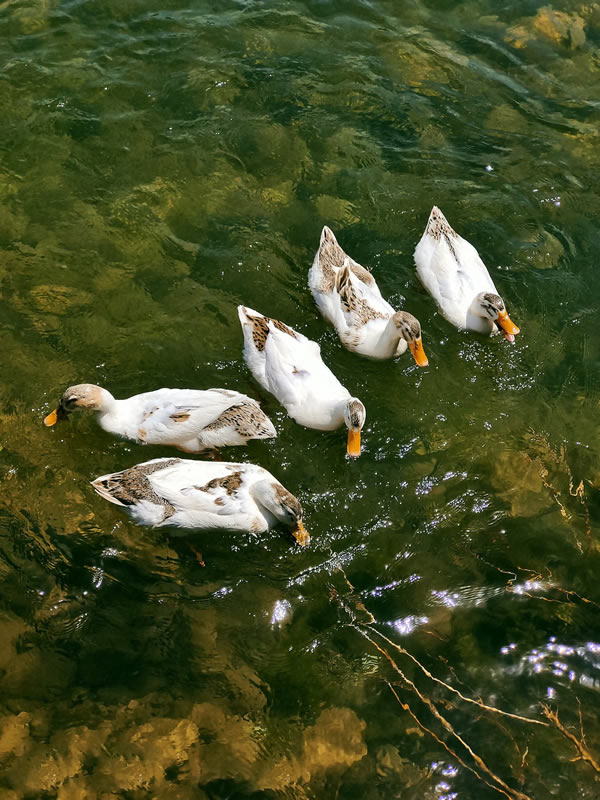 一群白鸭在河中自由自在的游戈嬉戏的图片
