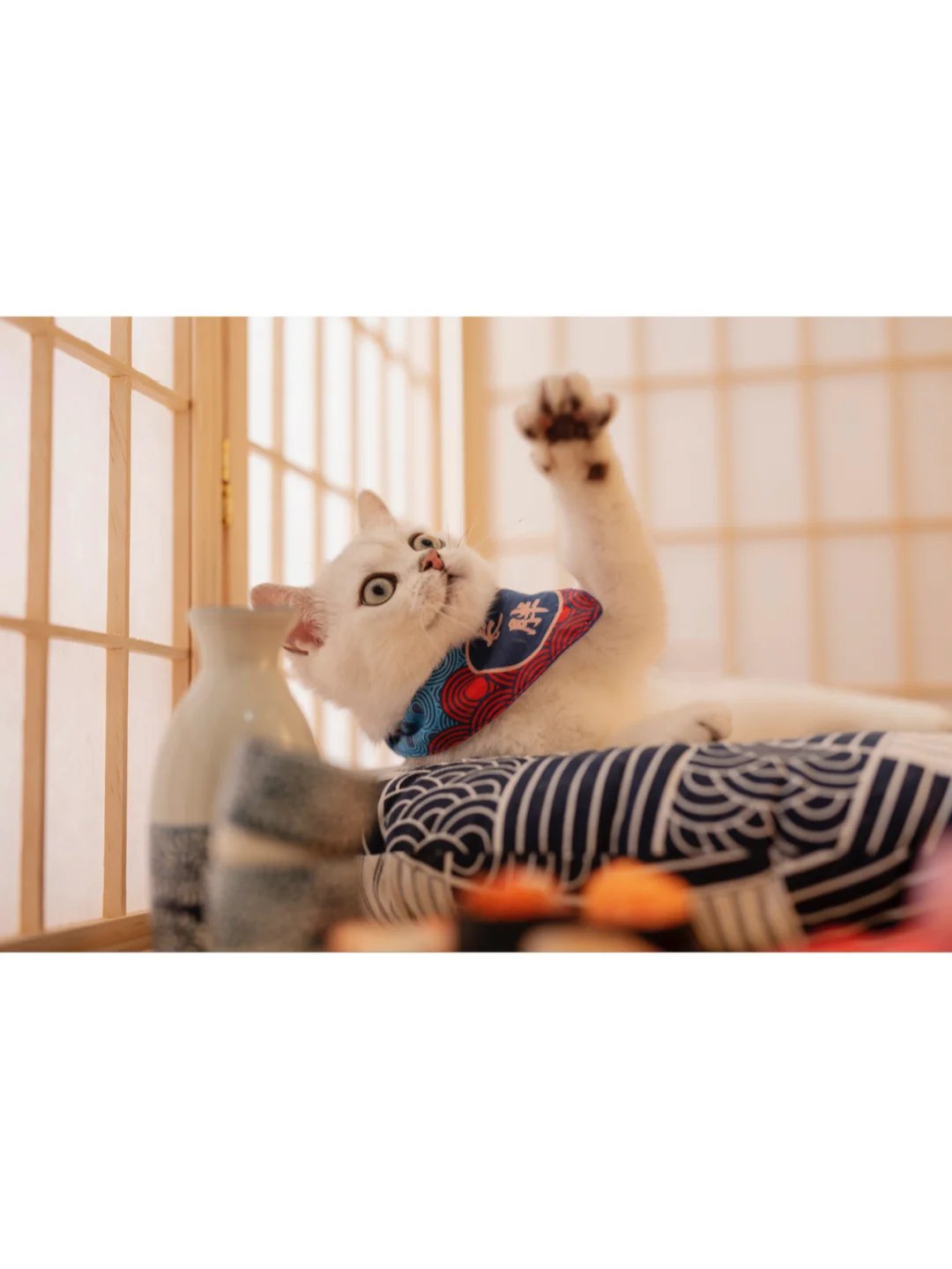 一只自带眼线的纯白色可爱猫咪图片