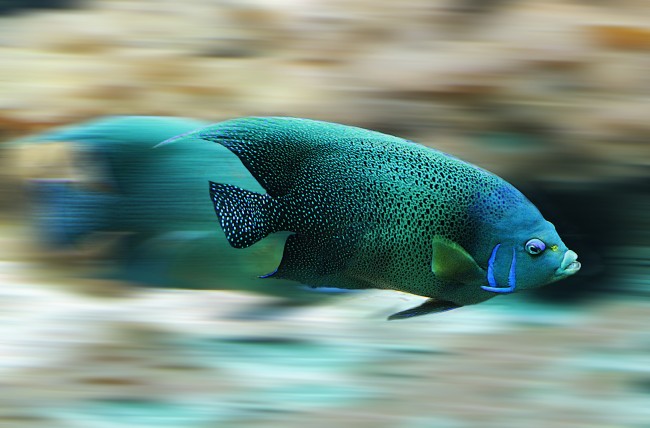 一组五光十色的鱼儿图片