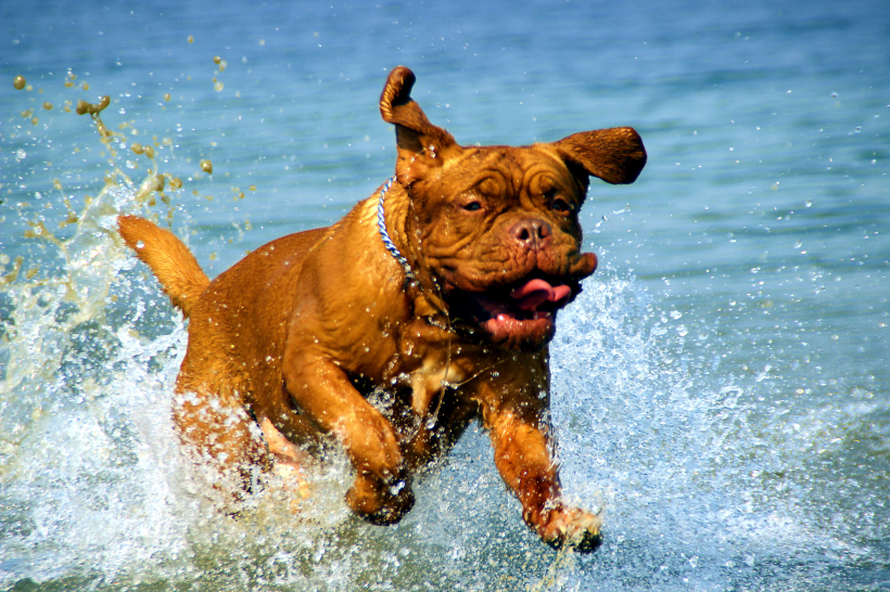 水中嬉戏玩耍的波尔多犬图片