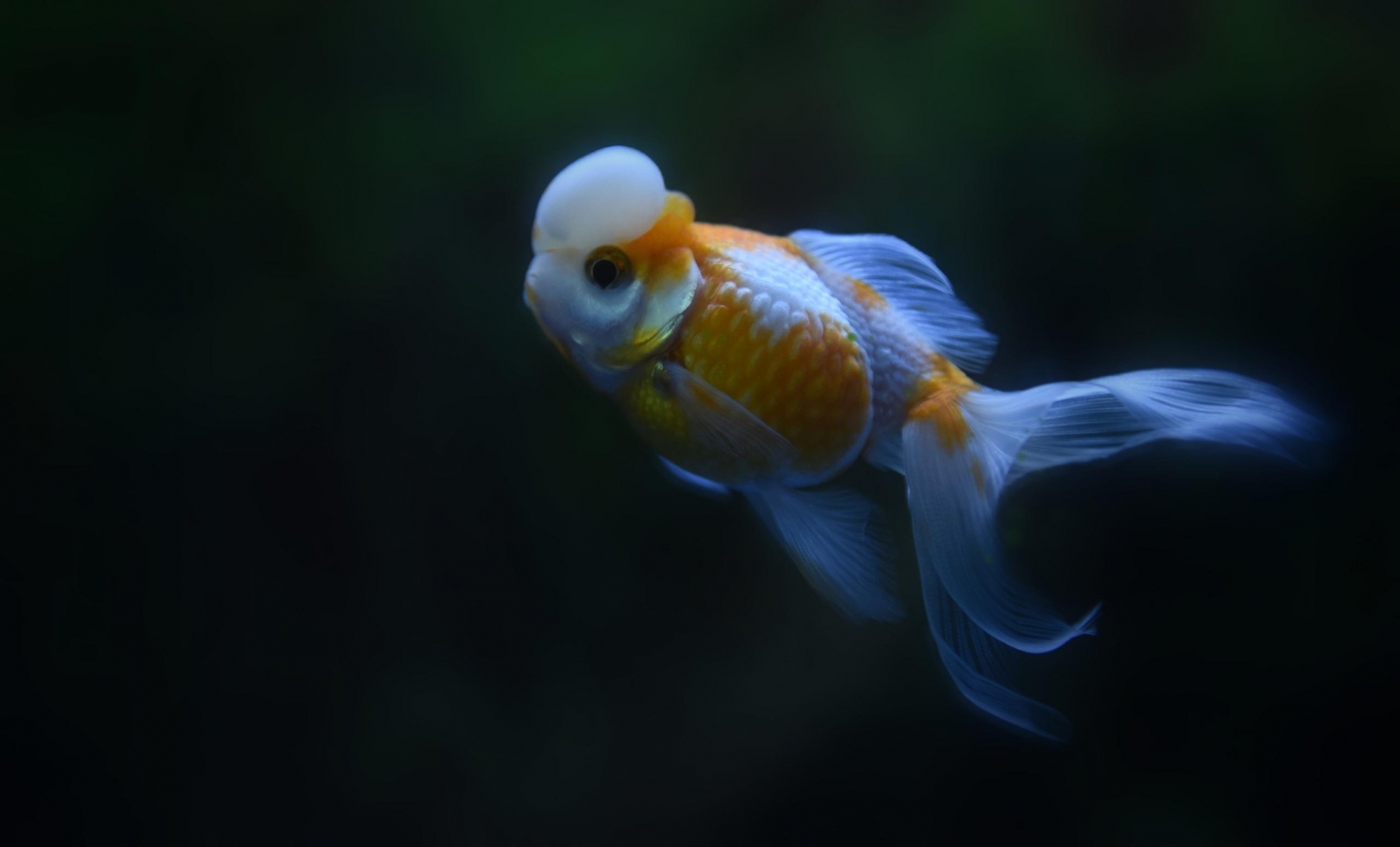 一组清新可爱的金鱼唯美图片