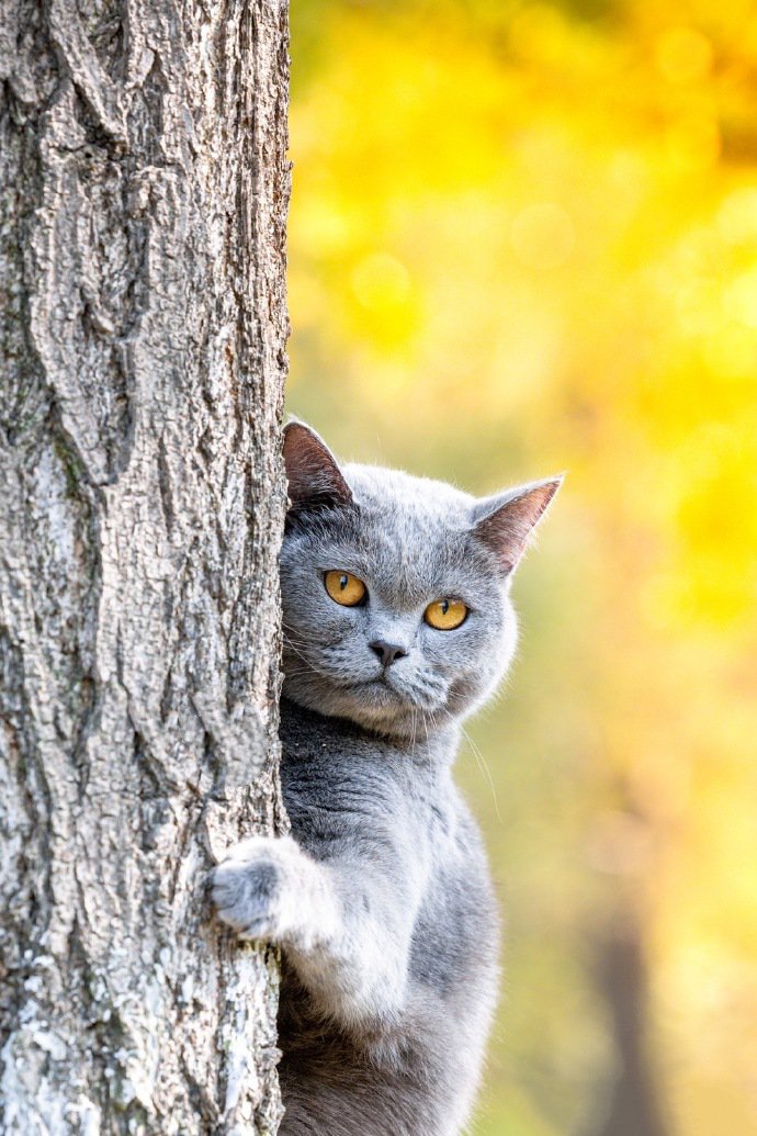 银杏树下的英短蓝猫摄影图片