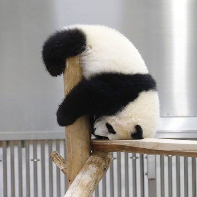 贪睡爱玩的熊猫图片