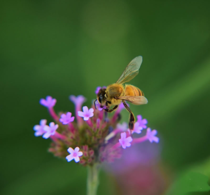 紫色小丛花上嗡嗡飞舞的x小小蜜蜂图片