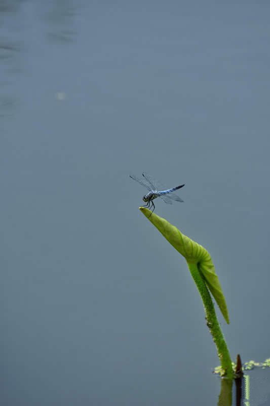 蜻蜓早早地就立上了荷叶的枝头