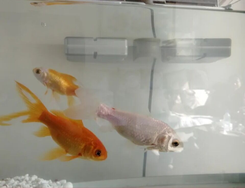 客厅鱼缸里里养的金鱼图片