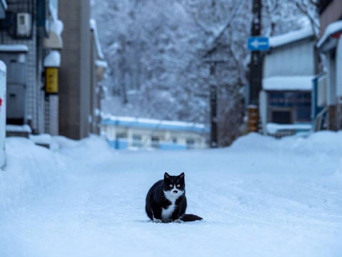 一组雪地里的猫咪图片