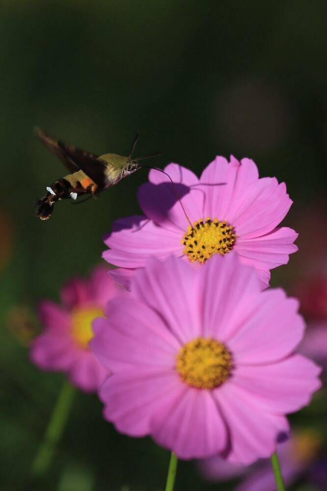 一组采食花蜜的蜜蜂图片