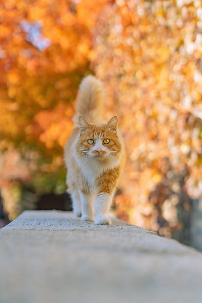 融入到金色秋天里的橘色猫咪图片