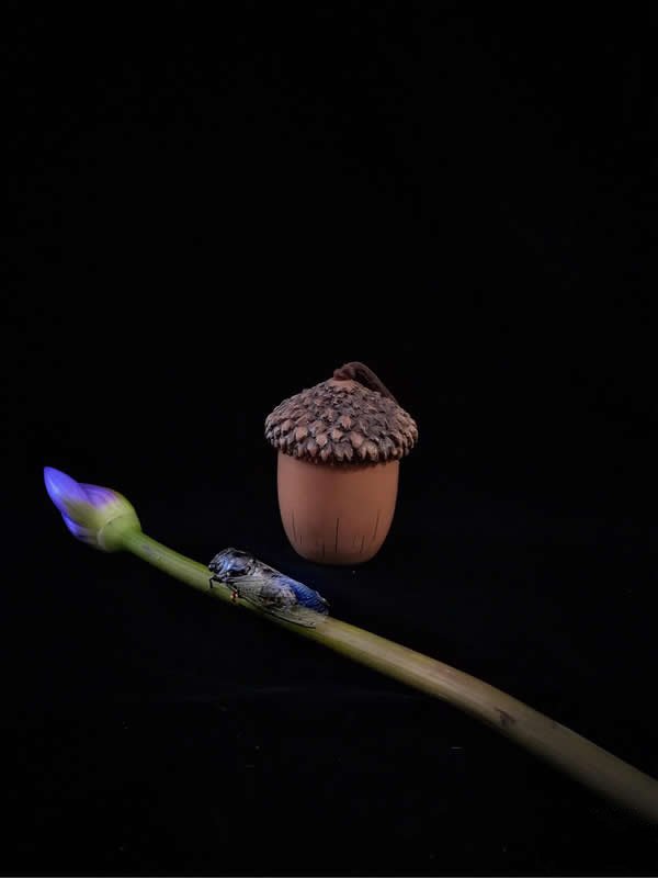 一枝独秀的荧光花朵上爬行的灰蝉图片