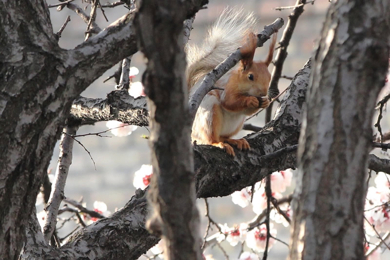 高大杏花树上若无其人享受大餐的松鼠图片